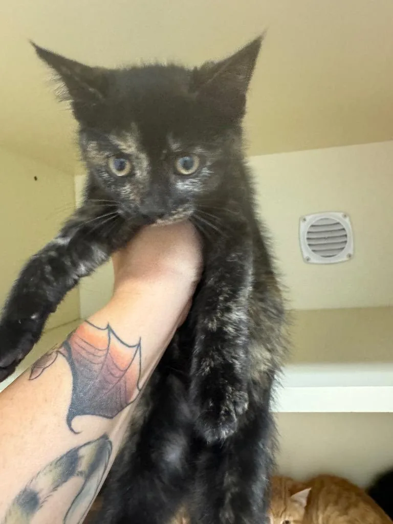 A baby medium-sized female Domestic Short Hair cat named Adios for adoption in Bloomington, IN