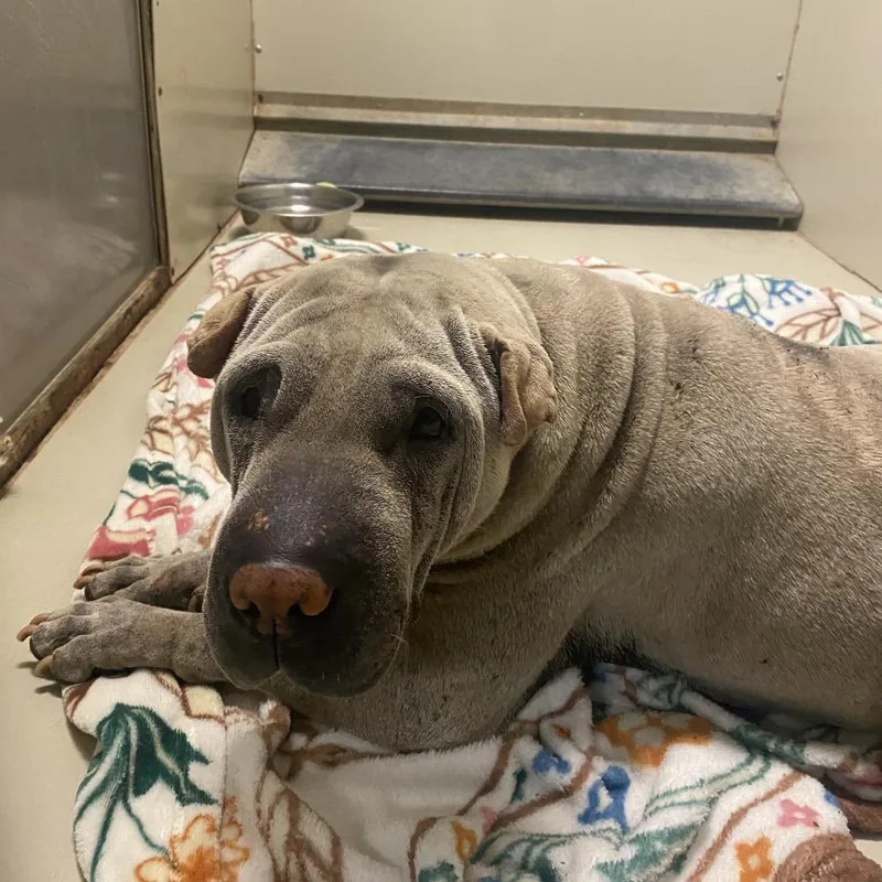 A senior medium-sized female White / Cream Shar-Pei dog named Maggie for adoption in Westminster, CA