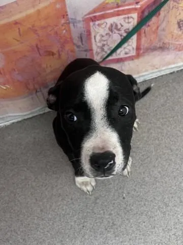A baby small-sized male Pit Bull Terrier dog named Thor for adoption in San Bernardino, CA