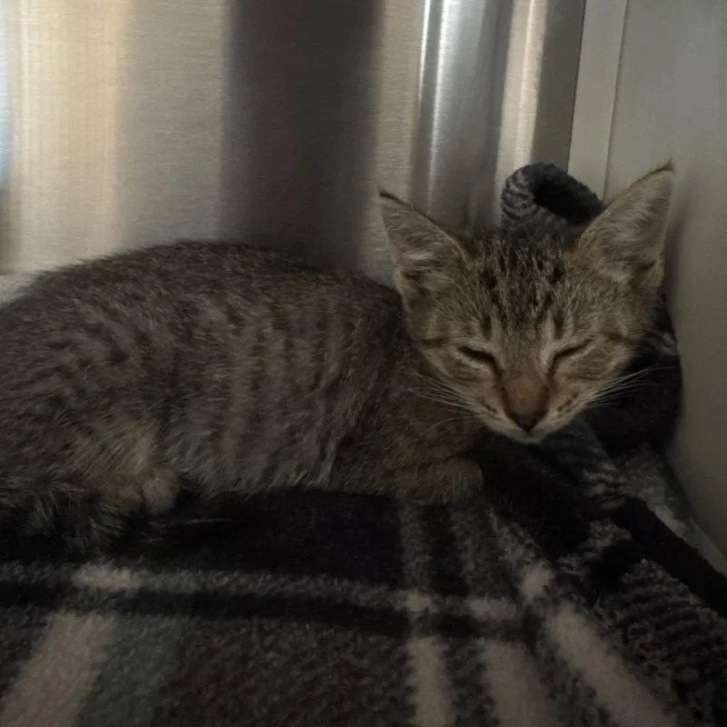 A baby small-sized female Gray / Blue / Silver Domestic Short Hair cat named 66103 for adoption in Lake Panasoffkee, FL