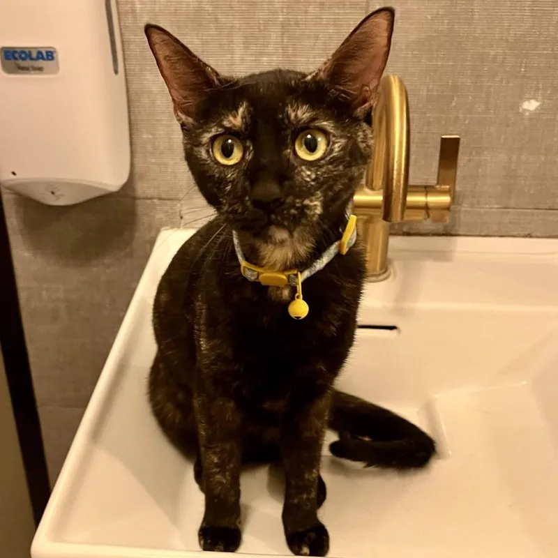A young small-sized female Black Domestic Short Hair cat named Runway for adoption in San Diego, CA