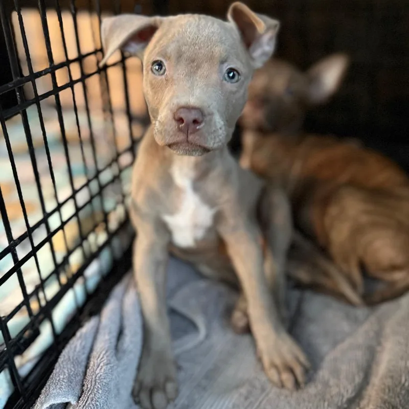 A baby medium-sized female Gray / Blue / Silver American Staffordshire Terrier dog named Tortellini for adoption in Proctorville, OH