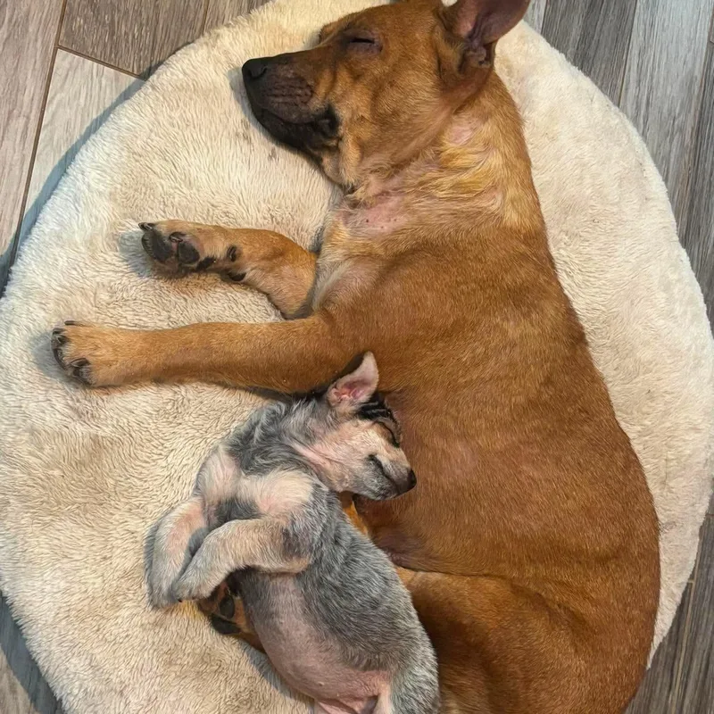 A baby medium-sized female Gray / Blue / Silver Australian Cattle Dog / Blue Heeler dog named Roo for adoption in Warren, RI