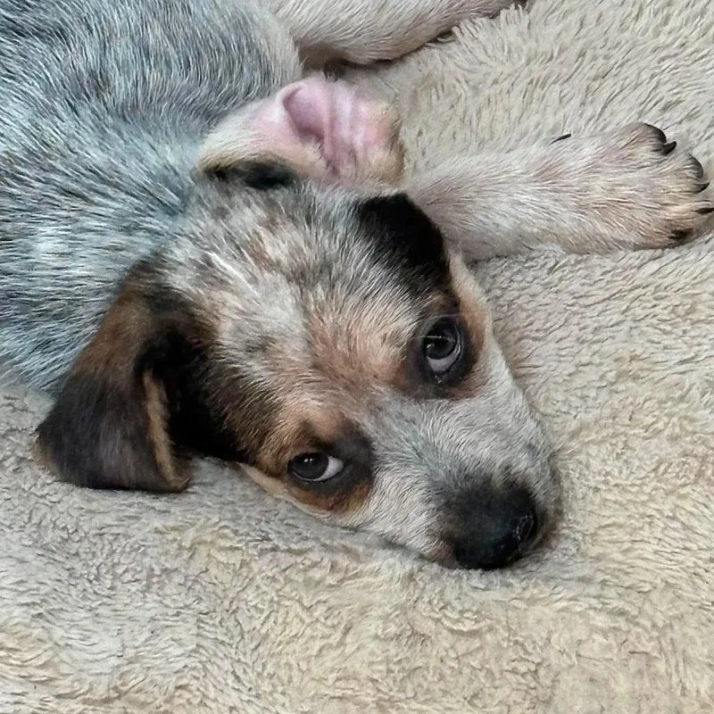 Roo thumbnail 5