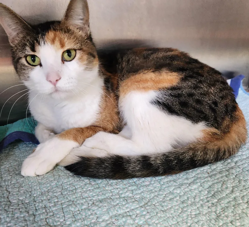An adult medium-sized female Calico cat named Arabella for adoption in Siloam Springs, AR