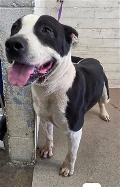 An adult medium-sized female Pit Bull Terrier dog named Riley for adoption in San Bernardino, CA