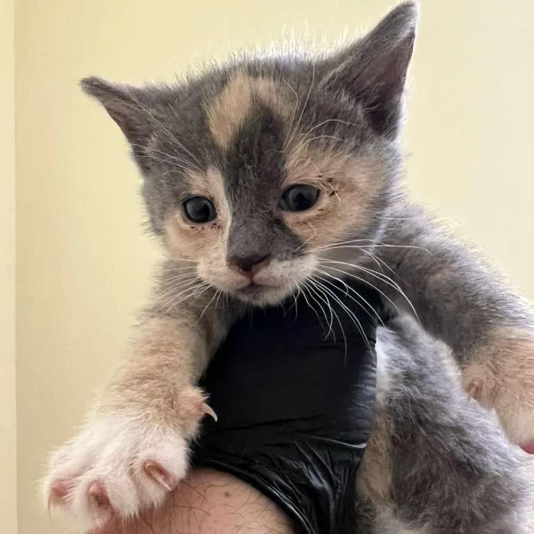 A baby small-sized female Tortoiseshell Domestic Short Hair cat named Soo for adoption in Winchester, VA