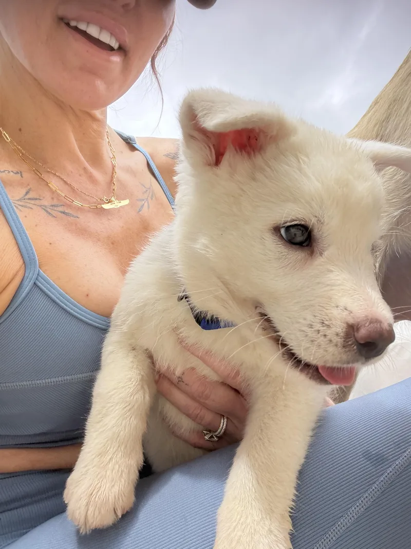 A baby small-sized male Shepherd dog named Louis for adoption in santa monica, CA