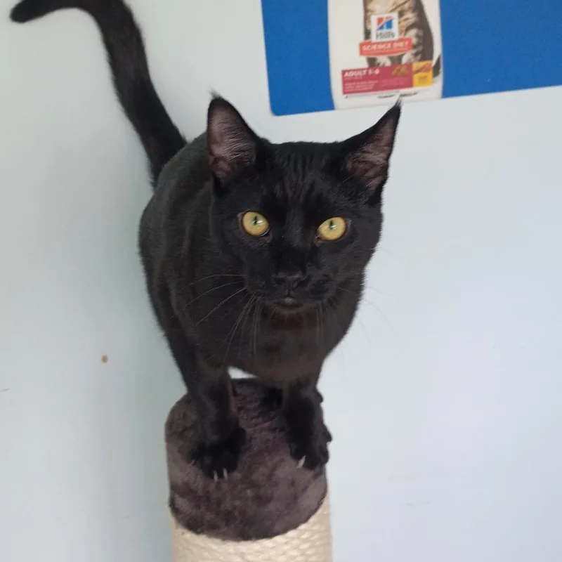 Salem