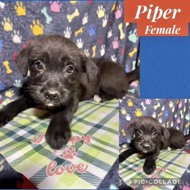 Piper