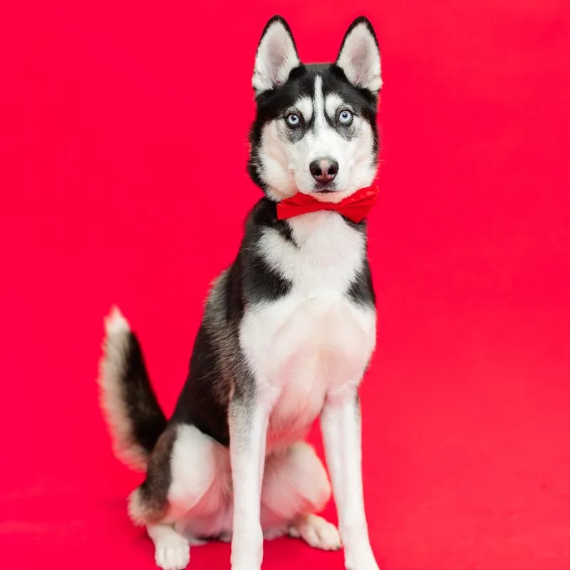 A young medium-sized male Black Siberian Husky dog named Mekai for adoption in Fargo, ND
