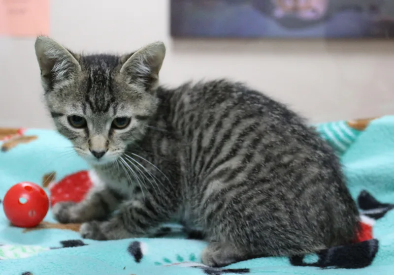 A baby medium-sized male Domestic Short Hair cat named Dorito for adoption in Portage, WI
