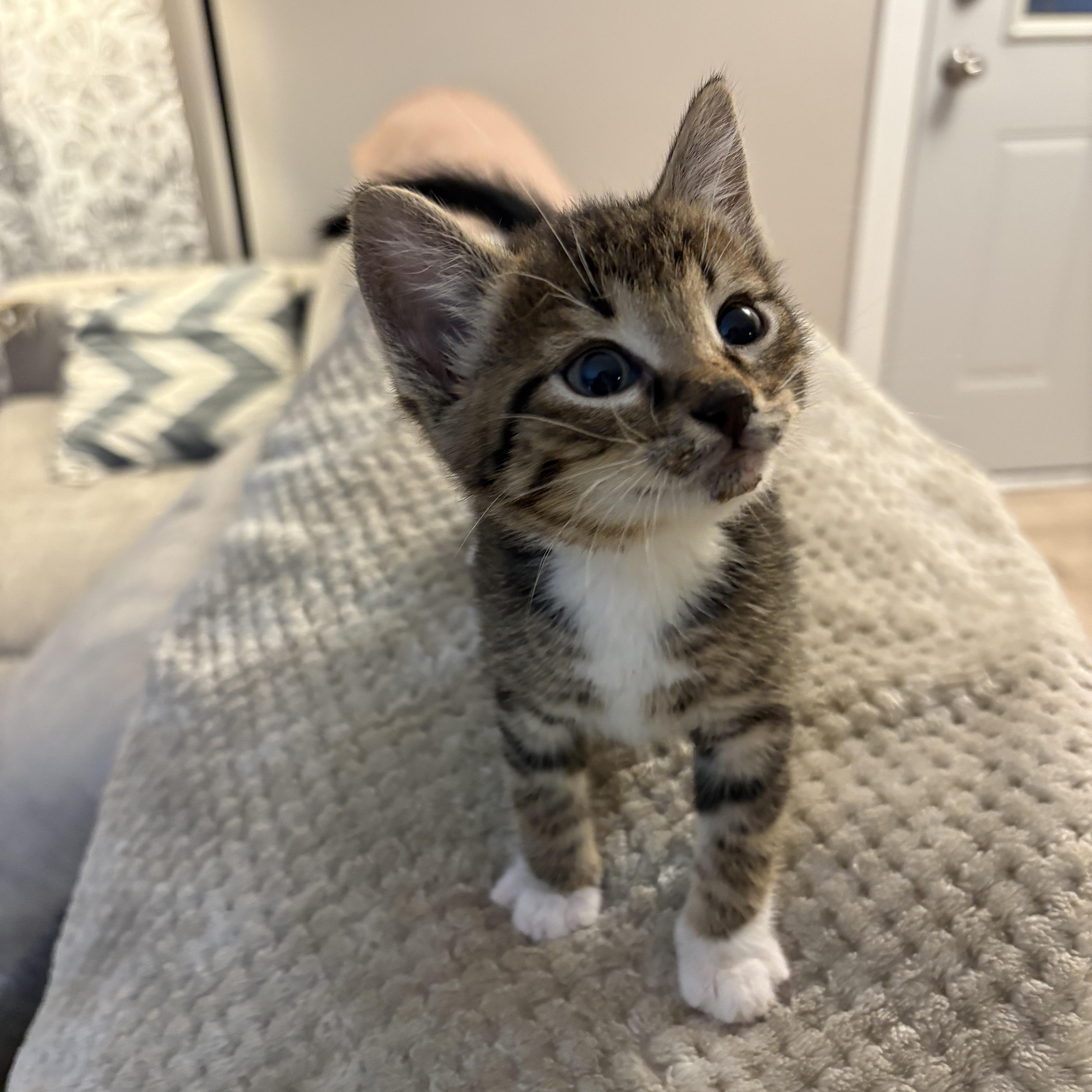 A baby medium-sized male Tabby (Buff / Tan / Fawn) Domestic Short Hair cat named Skibidi for adoption in Geneseo, IL