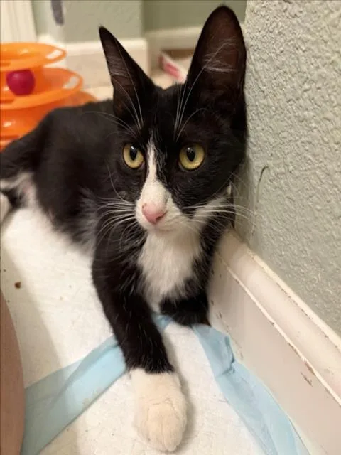 A young medium-sized female Black & White / Tuxedo Domestic Short Hair cat named Harmony for adoption in Woodland, CA