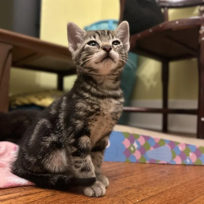 A baby small-sized male Brown / Chocolate Domestic Short Hair cat named Todd for adoption in Columbia, MO
