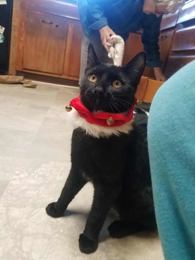 An adult medium-sized female Black Domestic Short Hair cat named Ella for adoption in Little Falls, NY