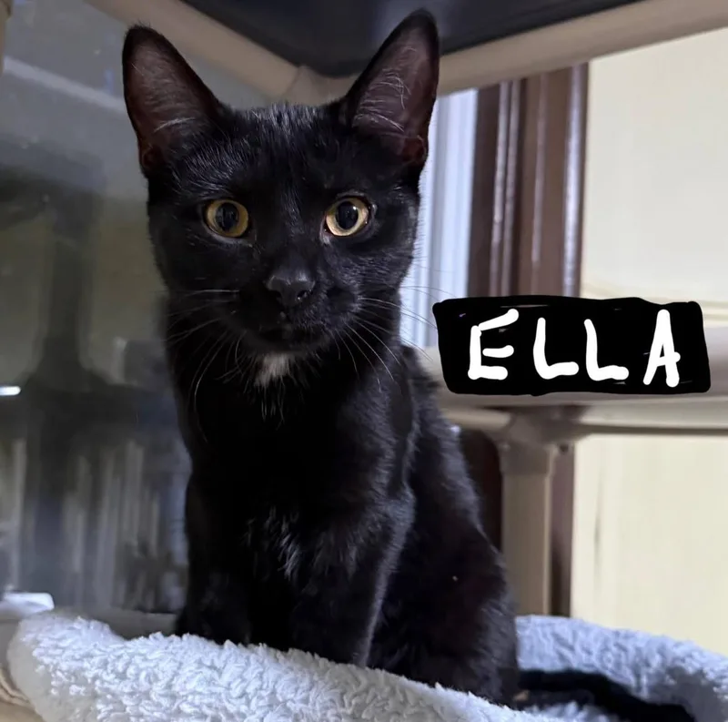 Ella thumbnail 2