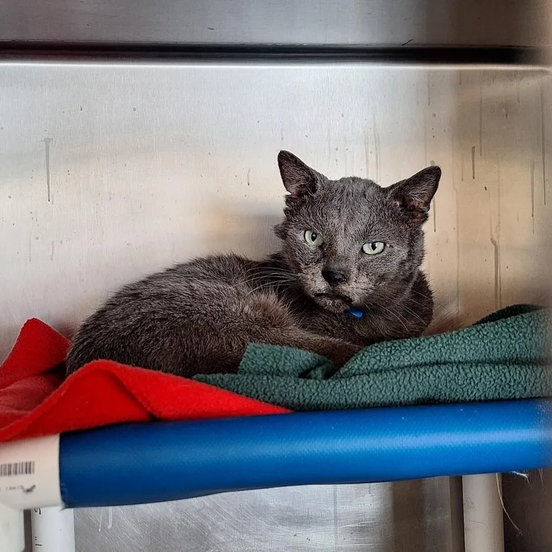 Lemon Grass thumbnail 2