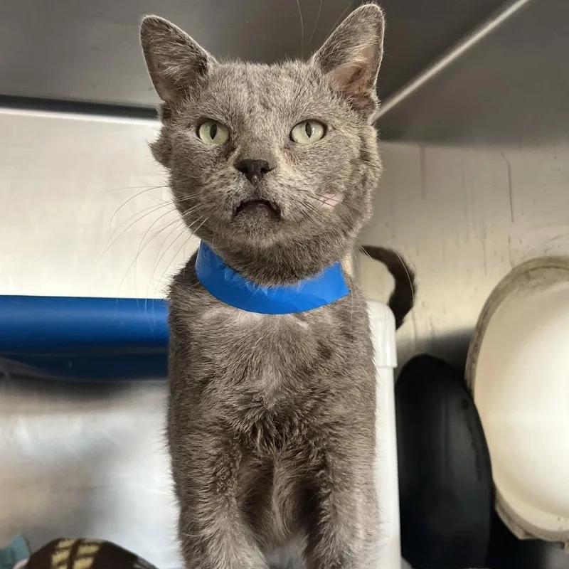 Lemon Grass thumbnail 3