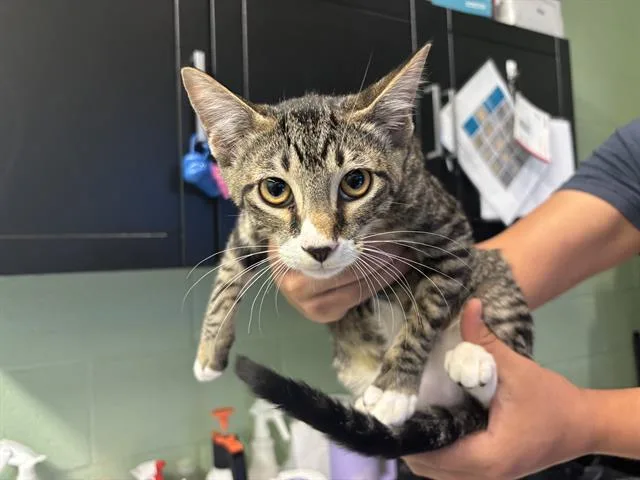 A baby small-sized male Domestic Short Hair cat named Zeus for adoption in Grand Prairie, TX