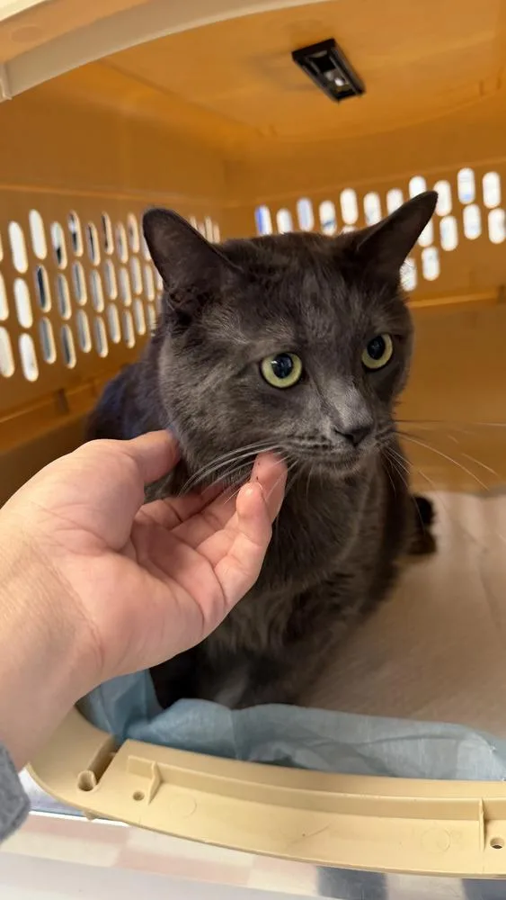 An adult large-sized male Gray / Blue / Silver Domestic Short Hair cat named Koi for adoption in Ontario, CA