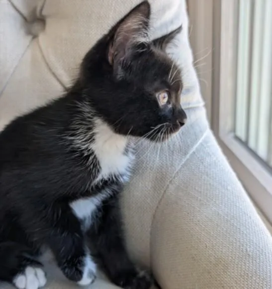 A baby large-sized female Domestic Short Hair cat named Jellybean for adoption in San Pedro, CA
