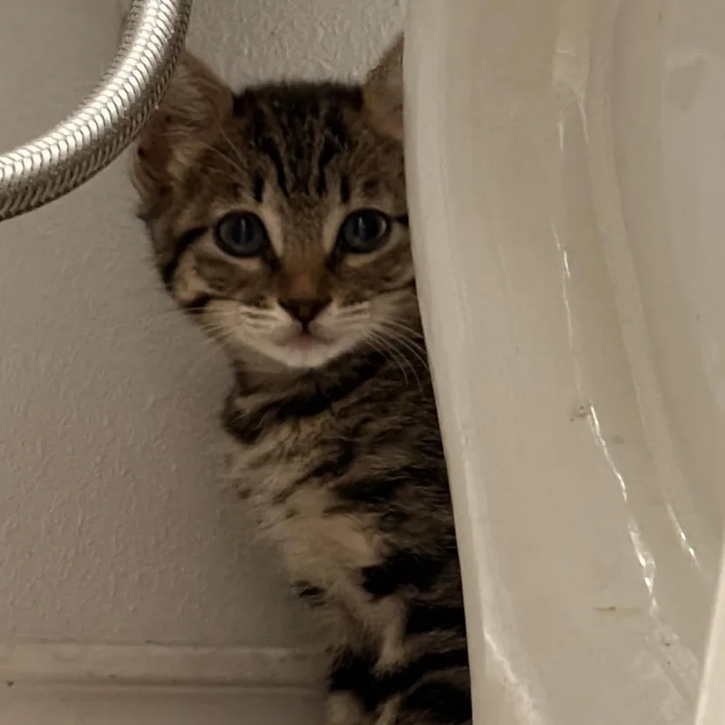 A baby small-sized female Brown / Chocolate Domestic Short Hair cat named Marbles for adoption in Edinburg, TX