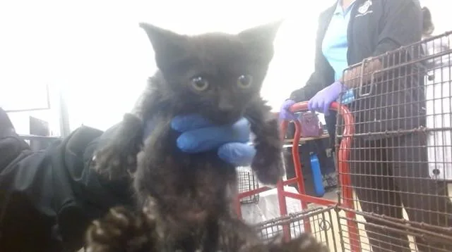 A baby small-sized female Domestic Short Hair cat named Trixie for adoption in Miami, FL