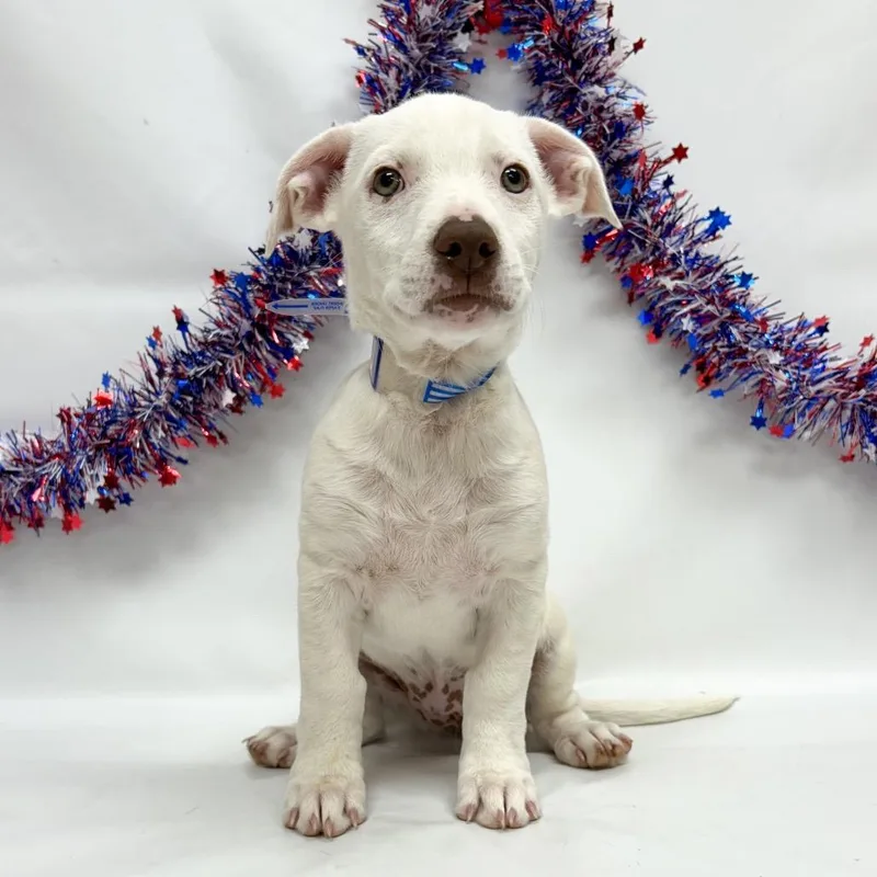 A baby small-sized female Boxer dog named Daisy for adoption in Parker, CO