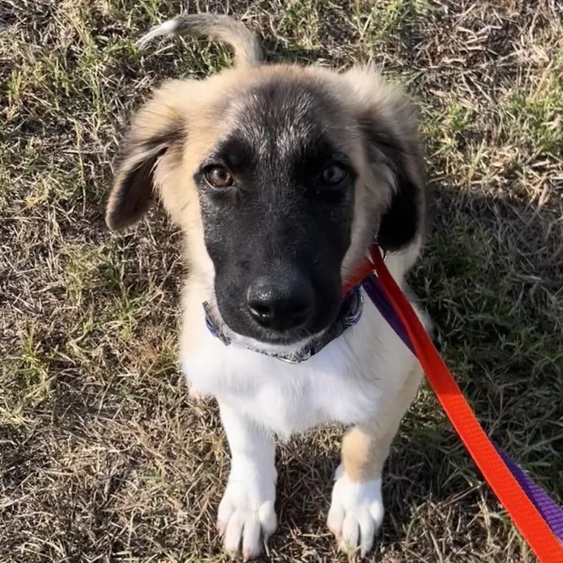 A baby large-sized male Anatolian Shepherd dog named Stone for adoption in Neosho, MO