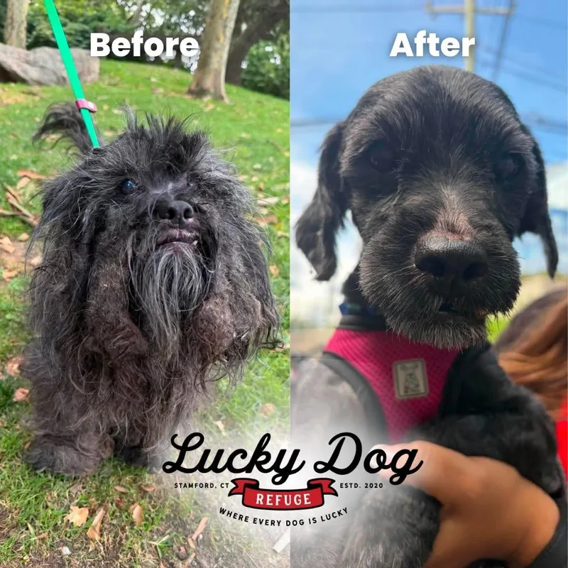 A senior small-sized male Black Mixed Breed dog named Sprocket for adoption in Stamford, CT
