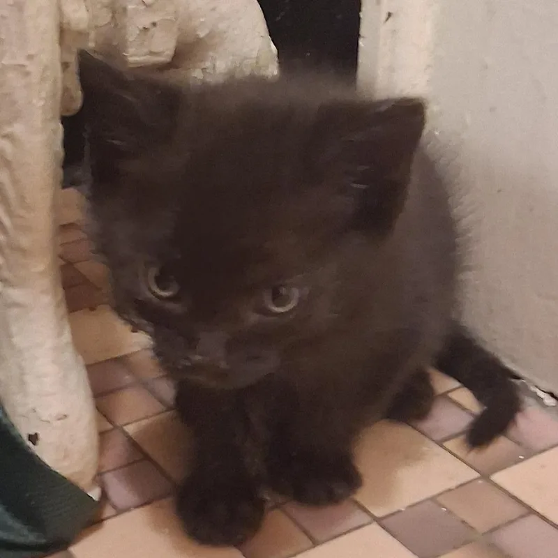 A baby small-sized male Black Domestic Short Hair cat named Jet C for adoption in Princeton, MN