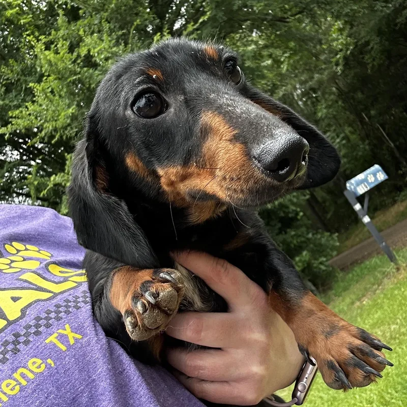 A young small-sized female Black Dachshund dog named S'Mores for adoption in Blue Springs, MO