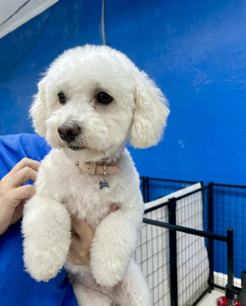 An adult small-sized female Bichon Frise dog named Carley & Miley for adoption in Hartwell, GA