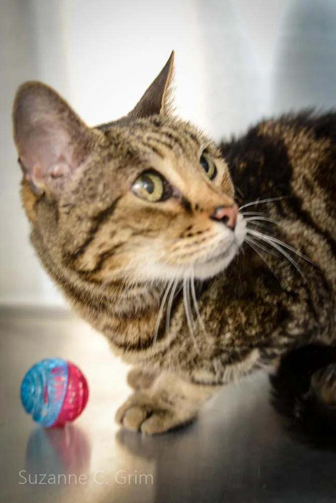 A senior medium-sized female Domestic Short Hair cat named Bella for adoption in New Orleans, LA