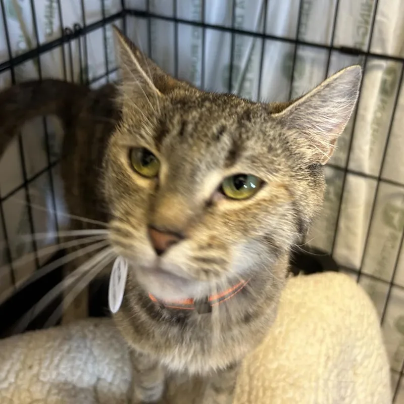 An adult large-sized female Black Domestic Short Hair cat named Biscotti for adoption in Normal, IL