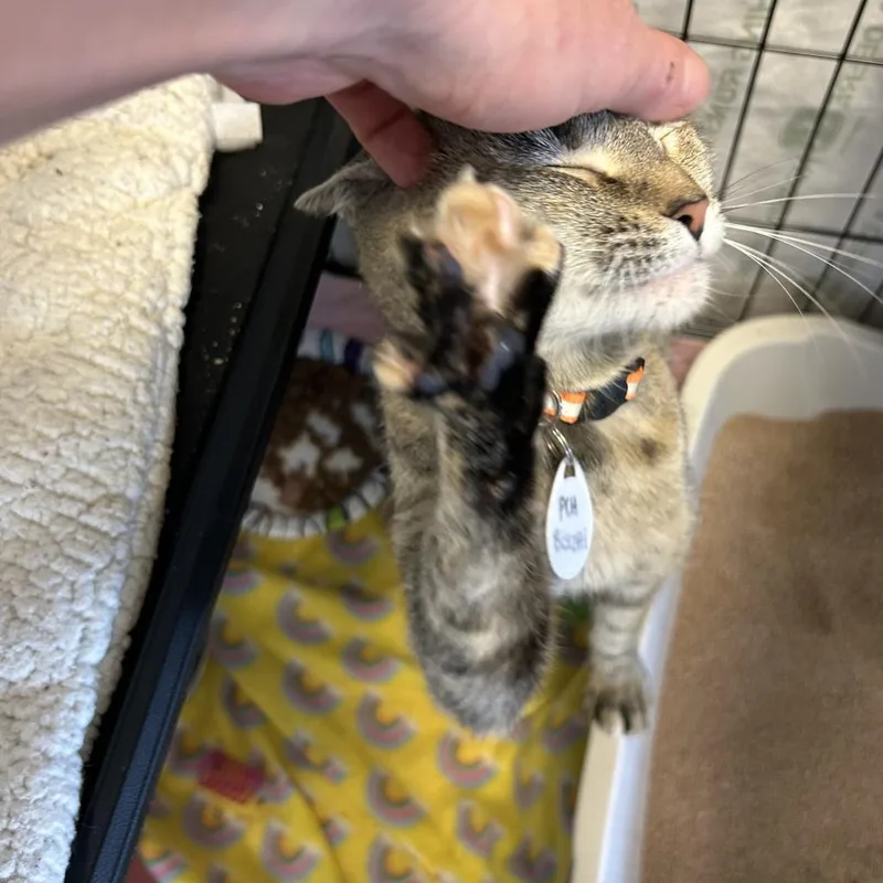 Biscotti thumbnail 2