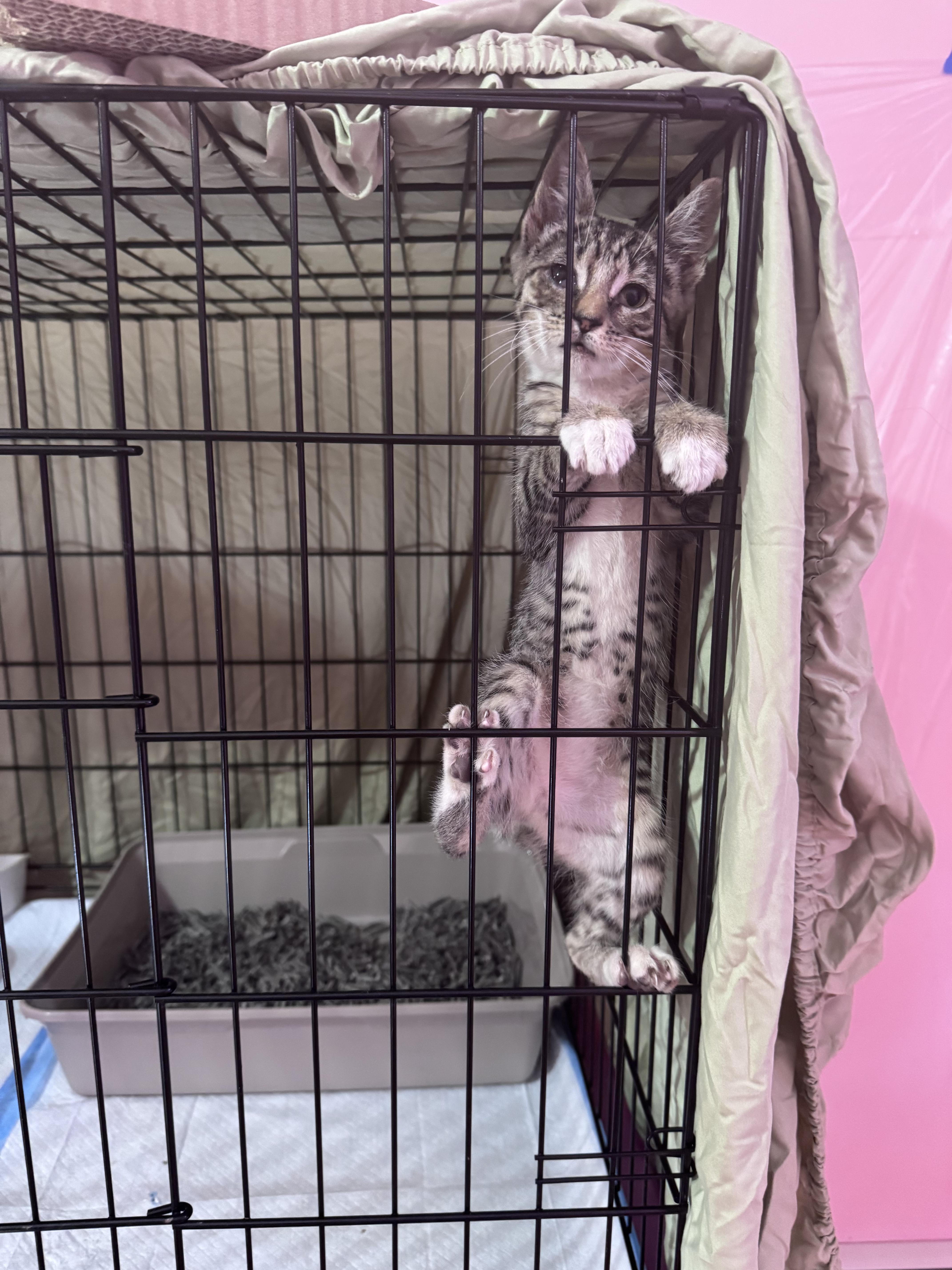 A young medium-sized female Tabby (Gray / Blue / Silver) Tabby cat named Lil Gem for adoption in New York, NY