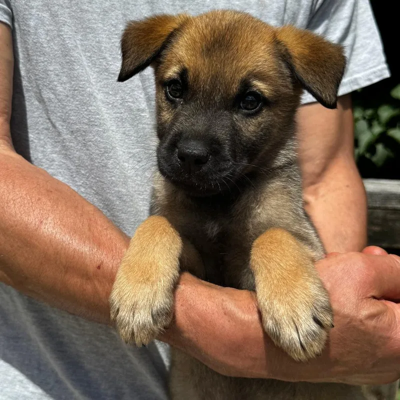 A baby medium-sized male Brown / Chocolate Labrador Retriever dog named Ny John Avail Jun for adoption in Eastford, CT