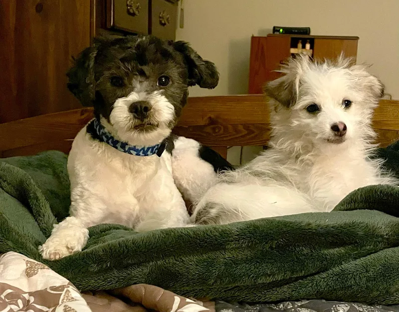 A young small-sized male White / Cream Shih poo dog named Edison & Piper for adoption in Lisbon, IA