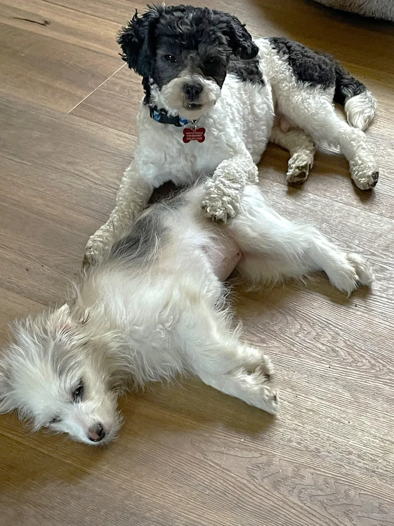 Edison & Piper thumbnail 6