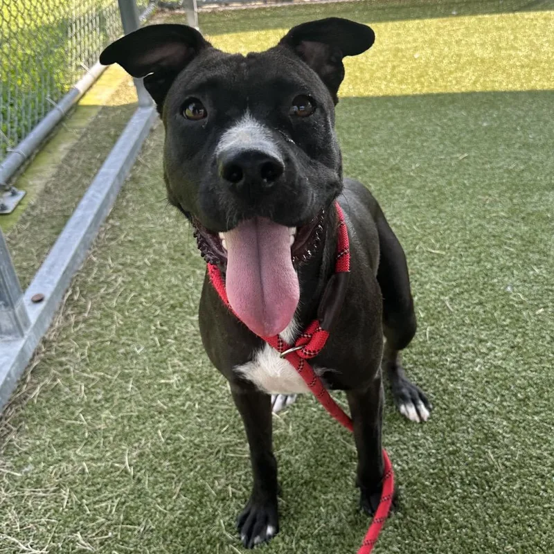 An adult medium-sized female Black Mixed Breed dog named Web for adoption in Cape Girardeau, MO