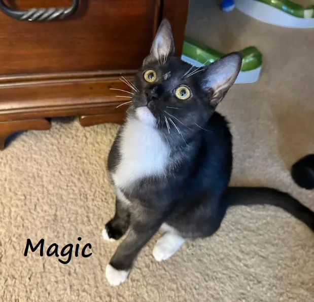 Magic Smoketuxedo thumbnail 2