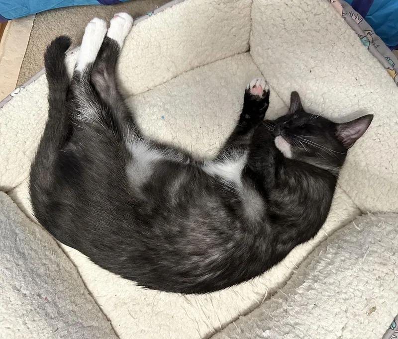 Magic Smoketuxedo thumbnail 3