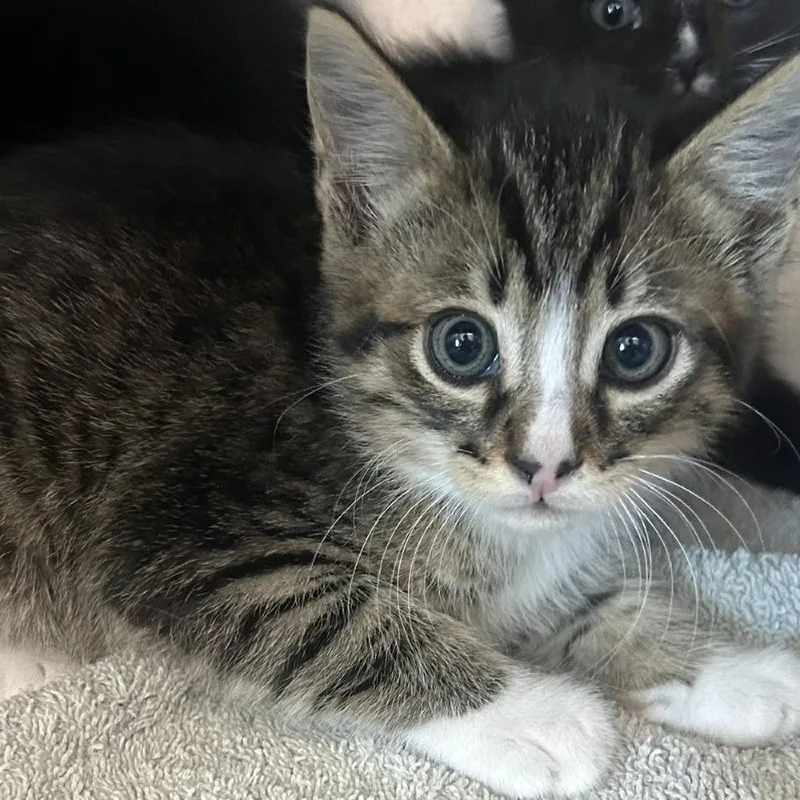 A baby small-sized male Brown / Chocolate Domestic Short Hair cat named Cumin for adoption in Redwood City, CA