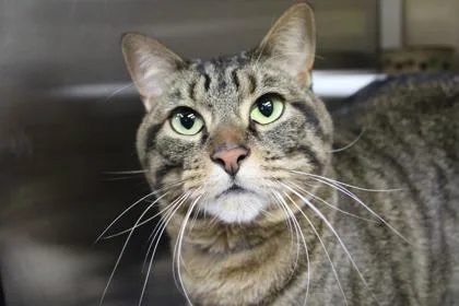An adult large-sized female Domestic Short Hair cat named Skrat for adoption in Kansas City, MO