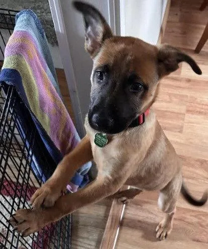 A baby medium-sized male Shepherd dog named Josh for adoption in Tonawanda, NY