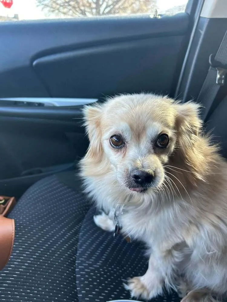 A senior small-sized male Brown / Chocolate Pomeranian dog named Cooper for adoption in Rathdrum, ID