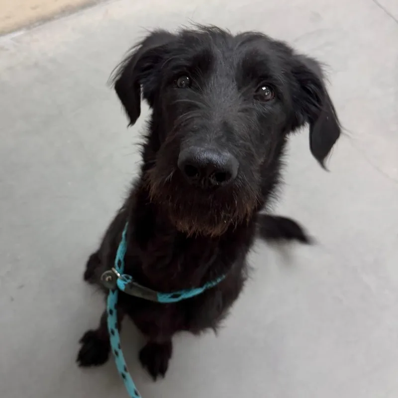 An adult medium-sized male Black Standard Poodle dog named Monty for adoption in Reno, NV