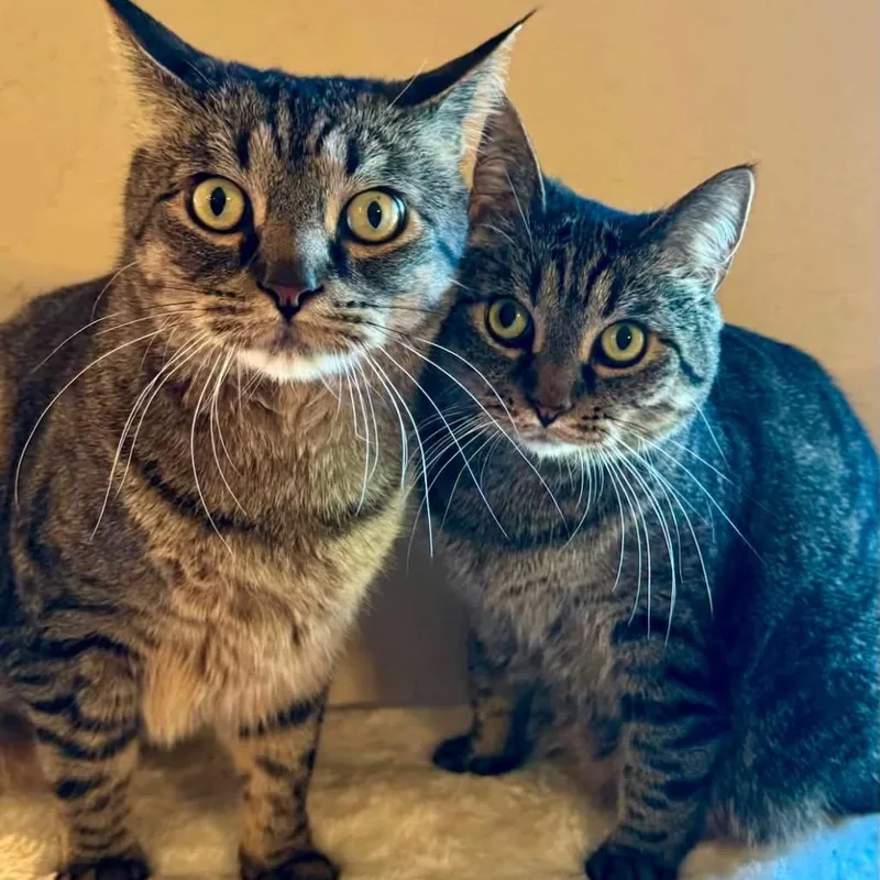 An adult small-sized female Gray / Blue / Silver Domestic Short Hair cat named Missy for adoption in Meridian, ID